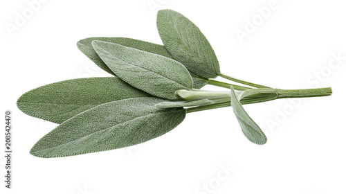 Photos Fresh sage leaves sprig green herb plant
