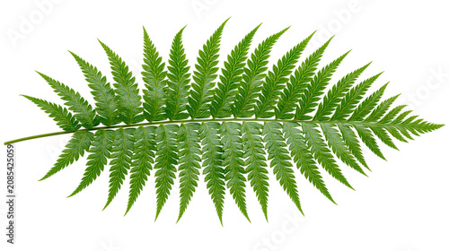 Obraz na plátně Green fern frond with delicate serrated leaves