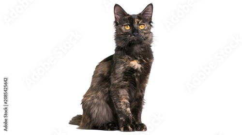 Tortoiseshell cat with amber eyes sitting