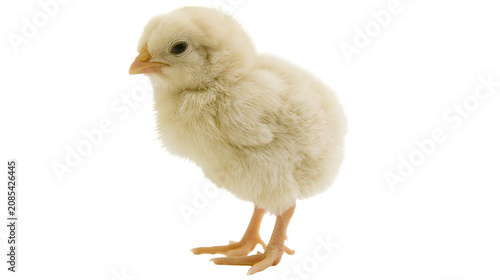 Картината върху платно Fluffy yellow chick standing on white