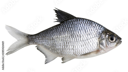 Fotografie Silver fish with dark dorsal fin and scales