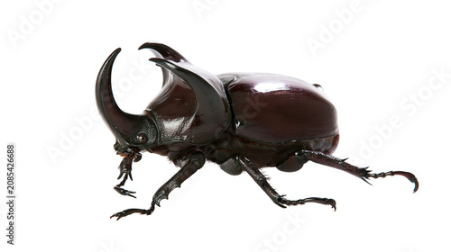 Fotografie Male Rhinoceros Beetle with Large Horns