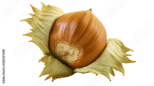 Foto Hazelnut with husk close-up, natural food