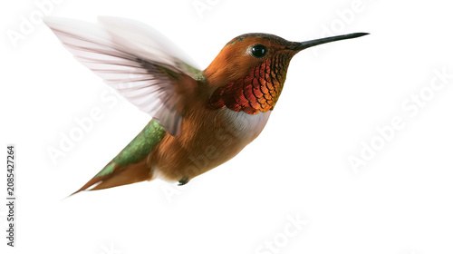 Foto Rufous hummingbird in flight with wings spread