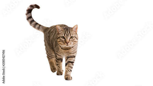 Фотография Tabby cat walking forward with striped tail raised