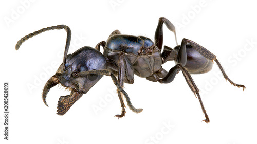 Bild auf Leinwand Black ant with large mandibles and segmented antennae
