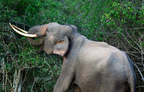 Tableau sur toile Elephant with tusks eating leaves from a tree