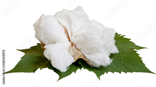 Foto Cotton boll with green leaves