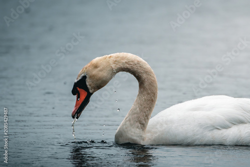 Photography Graceful Swans and Growing Cygnets on the Waters of Hauxley Nature Reserve, Nort