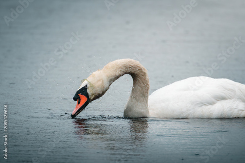 Photography Graceful Swans and Growing Cygnets on the Waters of Hauxley Nature Reserve, Nort