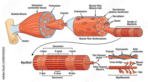 Foto Human Muscle Anatomy: Structure of Skeletal Muscle, Muscle Fiber, Myofibril, Sar