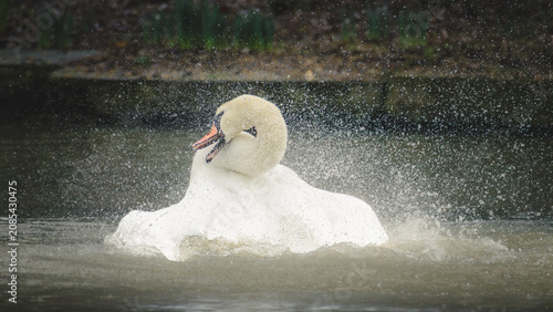Photography Graceful Swans and Growing Cygnets on the Waters of Hauxley Nature Reserve, Nort