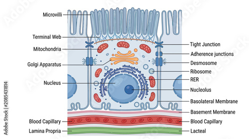 Foto Diagram of an Epithelial Cell Structure and Organelles, Microvilli, Mitochondria