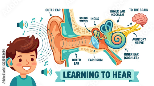 Fotografie Human Ear Anatomy Diagram: Learning to Hear, Sound Waves to Brain