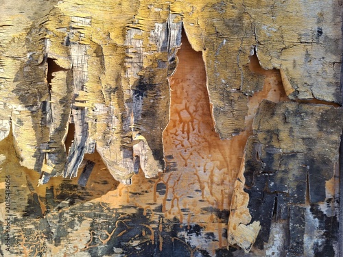 peeling damaged veneer layer on old plywood sheet. Grunge textured wood background with weathered splintered surface and cracked yellow paint.