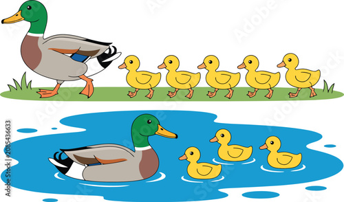 Tableau sur toile Family of mallard ducks in water vector illustration.