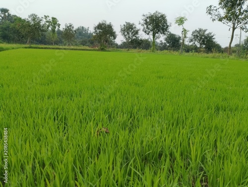 green field and blue sky