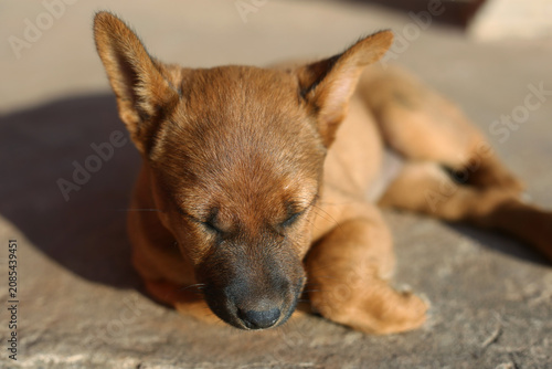 portrait of a dog