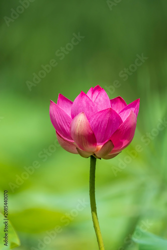 pink lotus flower