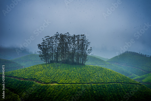Monsoon Landscape and tourism in Munnar Kerala India