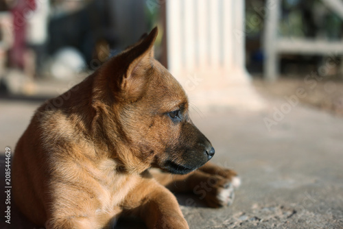 portrait of a dog