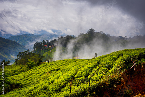 Monsoon Landscape and tourism in Munnar Kerala India