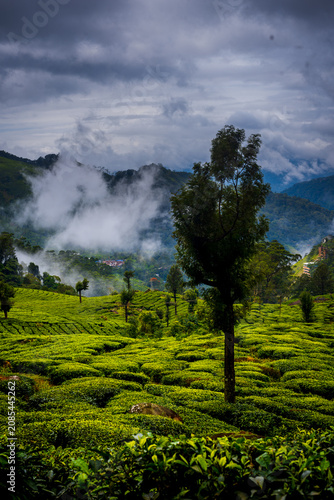 Monsoon Landscape and tourism in Munnar Kerala India