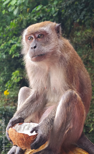 Photography Macaque monkey sitting and eating coconut