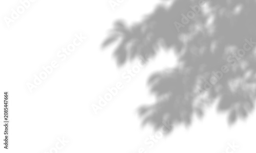 Fotografía Dark leafy tree shadow cast beautifully upon on transparent background