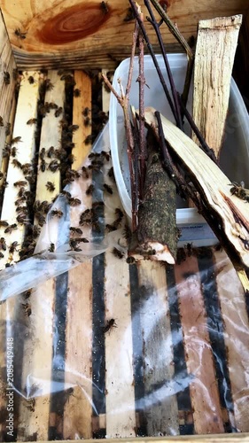 Insects are busy moving and arranging twigs and wood in a wooden box during the afternoon. This shows their teamwork and behavior in nature.