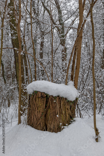 Принти на полотні Snow Cap On Tree Stump In Forest