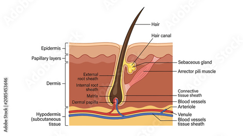 Принти на полотні Cross-section of human skin showing hair follicle, sebaceous gland, and blood ve
