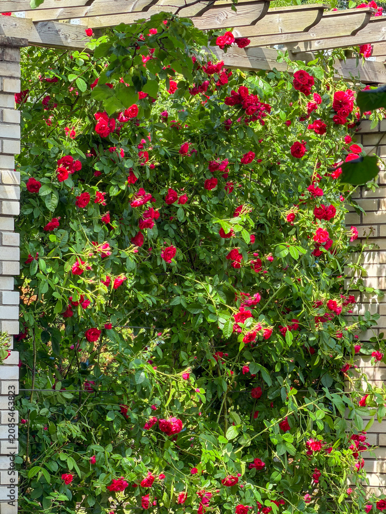 Naklejka premium Bright red roses grow on a white trellis in a garden during a sunny afternoon