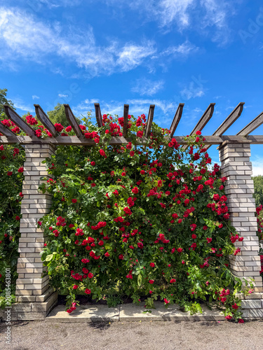 Bright red flowers cover a wall structure in a garden during a sunny day with blue sky and clouds