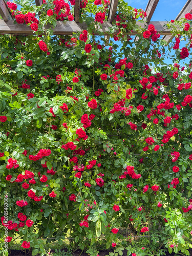 Bright red roses grow on a trellis in a garden under a clear blue sky during summer