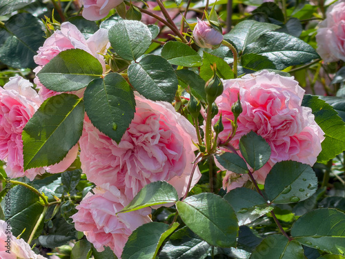 Roses bloom in a garden during spring time, showcasing soft pink petals and fresh green leaves