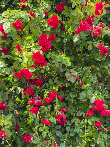Bright red roses bloom on a green vine in a garden setting during the daytime