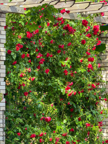Bright red roses grow on a white trellis in a garden during a sunny afternoon