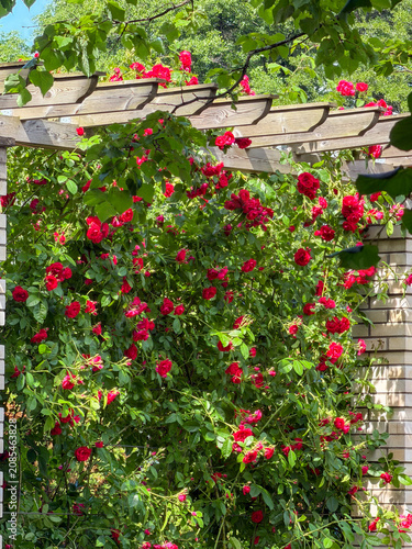 Roses grow on a trellis in a garden during daytime with sunlight shining on the flowers