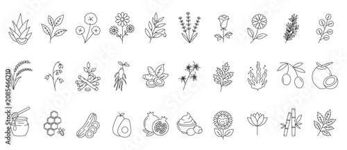 Botanical plants, extracts and natural ingredients line art icon set with editable stoke vector