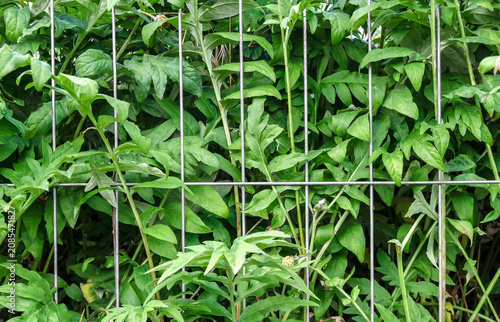 Green Garden Plants Growing Behind Metal Fence