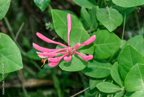 Pink Honeysuckle Flower in Bloom with Green Leaves, Close-Up Nature Background