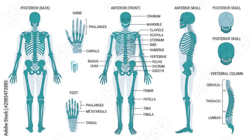 Foto Human Anatomy: Labeled Skeleton Diagram - Anterior, Posterior, Side Views
