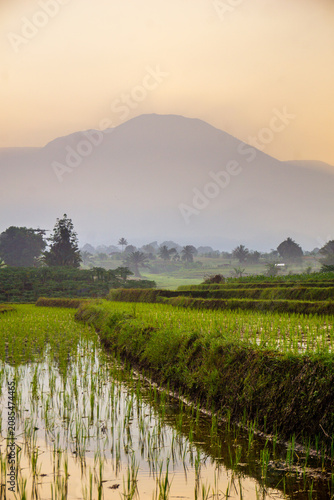 Terraced Rice Fields at Sunrise in Indonesia. Beautiful panoramic view of terraced rice fields surrounded by lush tropical greenery and palm trees