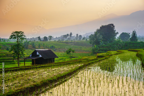 Terraced Rice Fields at Sunrise in Indonesia. Beautiful panoramic view of terraced rice fields surrounded by lush tropical greenery and palm trees