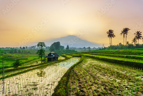 Terraced Rice Fields at Sunrise in Indonesia. Beautiful panoramic view of terraced rice fields surrounded by lush tropical greenery and palm trees