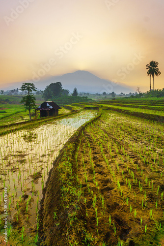 Terraced Rice Fields at Sunrise in Indonesia. Beautiful panoramic view of terraced rice fields surrounded by lush tropical greenery and palm trees