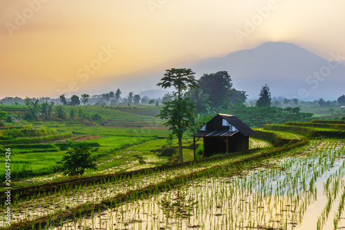 Terraced Rice Fields at Sunrise in Indonesia. Beautiful panoramic view of terraced rice fields surrounded by lush tropical greenery and palm trees