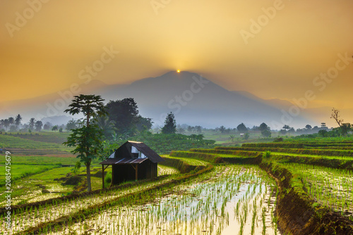 Terraced Rice Fields at Sunrise in Indonesia. Beautiful panoramic view of terraced rice fields surrounded by lush tropical greenery and palm trees