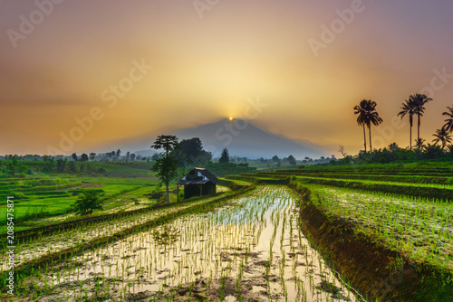 Terraced Rice Fields at Sunrise in Indonesia. Beautiful panoramic view of terraced rice fields surrounded by lush tropical greenery and palm trees